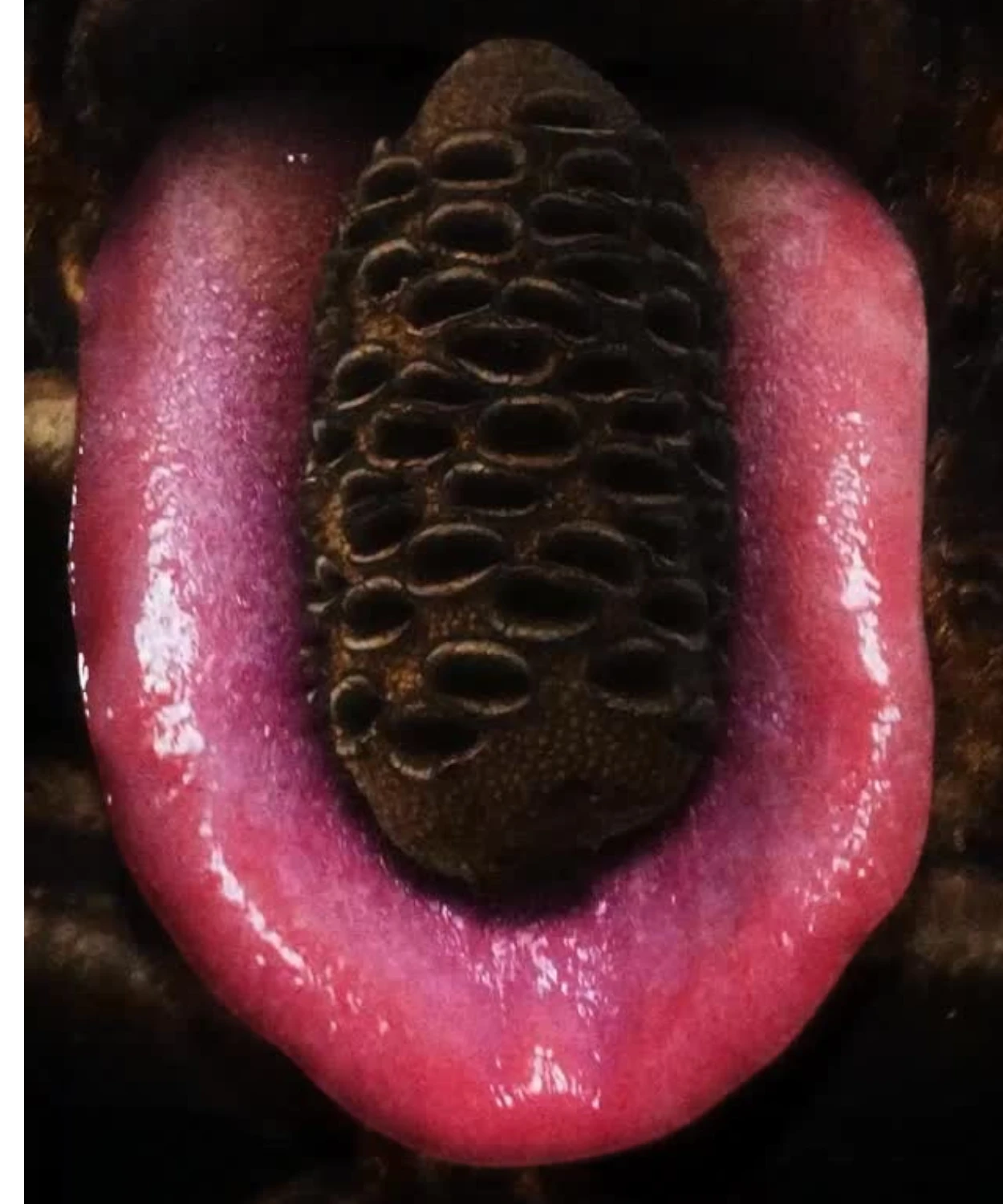 Micodelirio - A Sensory Experience